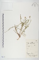 阿爾泰狗哇花藏品圖，第1張