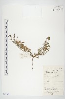 田旋花藏品圖，第1張