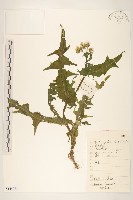 苦滇菜、苦菜藏品圖，第1張