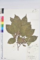 杜仲藏品圖，第1張