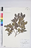 米飯花藏品圖，第1張