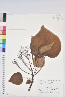 日本油桐、罌子桐藏品圖，第1張