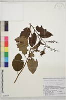 登錄號:S144119藏品圖，第1張