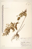 登錄號:S144121藏品圖，第1張