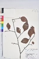 登錄號:S144137藏品圖，第1張