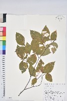 登錄號:S144138藏品圖，第1張