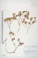 濱旋花藏品圖，第1張