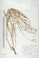 濱萊菔藏品圖，第1張