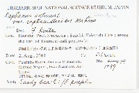 濱萊菔藏品圖，第2張