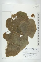 王瓜藏品圖，第1張