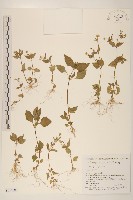 登錄號:S144187藏品圖，第1張