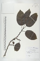 山柿, 山豆柿藏品圖，第1張