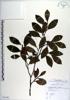 蚊母樹藏品圖，第1張