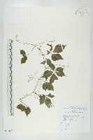 絞股藍藏品圖，第1張