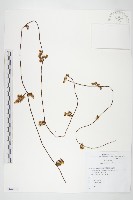 日本菟絲子藏品圖，第1張