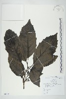 登錄號:S144224藏品圖，第1張