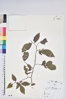 腺齒越桔藏品圖，第1張