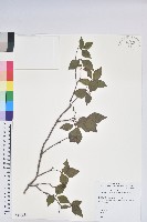 網紋杜鵑藏品圖，第1張