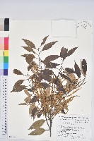 登錄號:S144241藏品圖，第1張