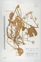 濱萊菔藏品圖，第1張