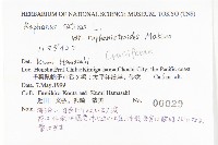 濱萊菔藏品圖，第2張