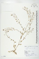 薺藏品圖，第1張