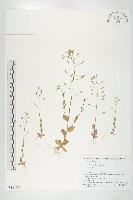 葶藶藏品圖，第1張