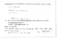 葶藶藏品圖，第2張