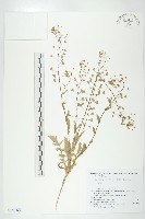 薺藏品圖，第1張