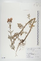 泥胡菜藏品圖，第1張