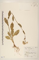 登錄號:S144305藏品圖，第1張