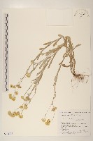 鼠麴草藏品圖，第1張