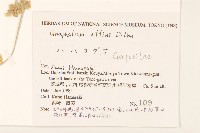 鼠麴草藏品圖，第2張