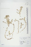 珠芽佛甲草藏品圖，第1張