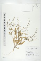 鳳花菜藏品圖，第1張