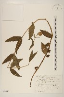 登錄號:S144327藏品圖，第1張