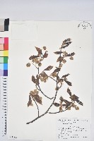 登錄號:S144330藏品圖，第1張