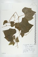 黑果馬交兒藏品圖，第1張