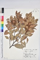 登錄號:S144338藏品圖，第1張