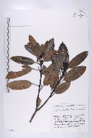 登錄號:S144342藏品圖，第1張