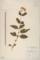 登錄號:S144346藏品圖，第1張