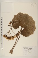 山菊藏品圖，第1張