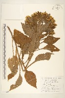 登錄號:S144351藏品圖，第1張