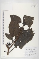 東瀛珊瑚藏品圖，第1張