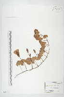 濱旋花藏品圖，第1張