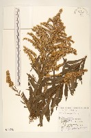 北美一枝黃花藏品圖，第1張