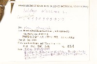 北美一枝黃花藏品圖，第2張