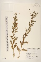 登錄號:S144383藏品圖，第1張