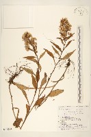 登錄號:S144389藏品圖，第1張