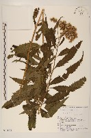 華澤蘭藏品圖，第1張